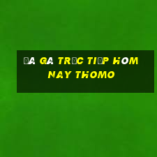 đá gà trực tiếp hôm nay thomo