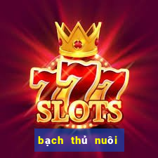 bạch thủ nuôi khung 3 ngày