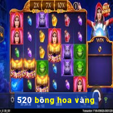 520 bông hoa vàng