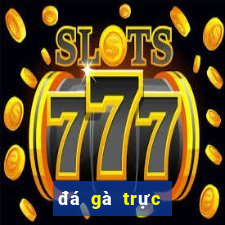 đá gà trực tiếp casino thomo