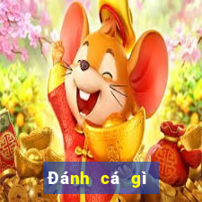 Đánh cá gì để đánh cá lớn