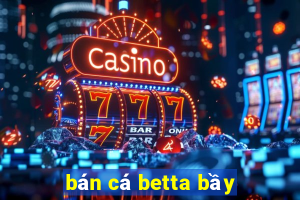 bán cá betta bầy