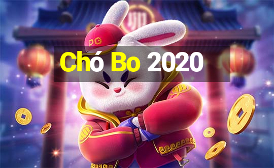 Chó Bo 2020