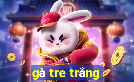 gà tre trắng