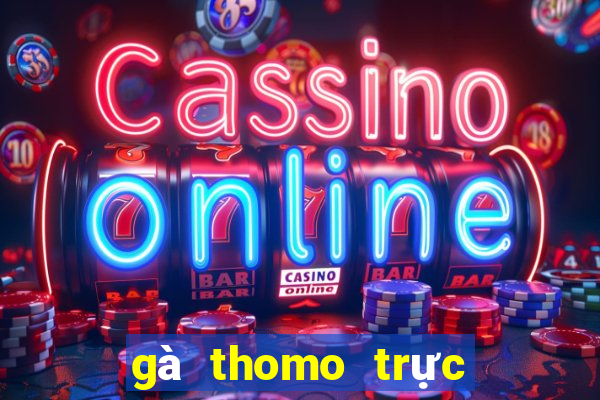 gà thomo trực tiếp hôm nay