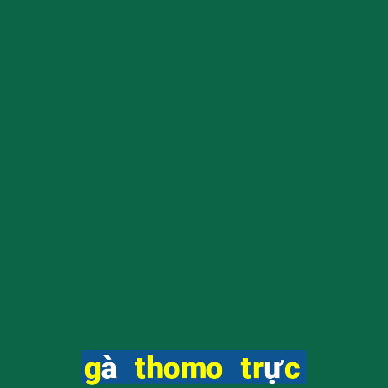 gà thomo trực tiếp hôm nay