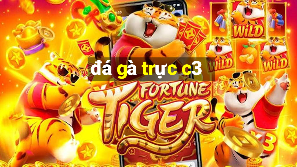 đá gà trực c3