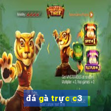 đá gà trực c3