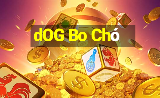 dOG Bo Chó