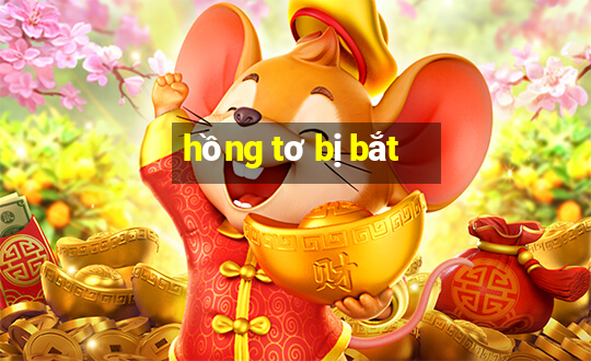 hồng tơ bị bắt