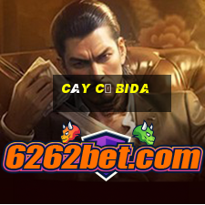 cây cơ bida