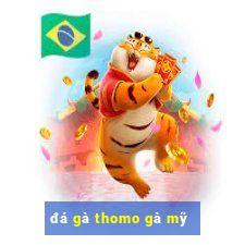 đá gà thomo gà mỹ