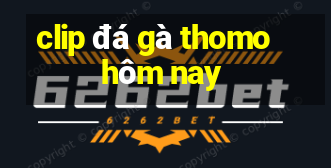 clip đá gà thomo hôm nay