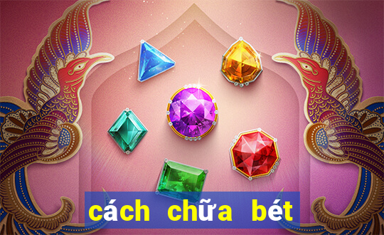 cách chữa bét cho chó