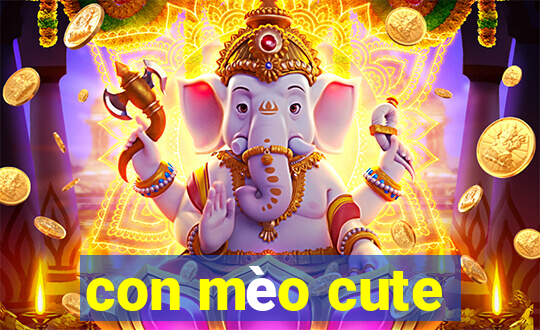 con mèo cute