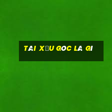 tài xỉu góc là gì