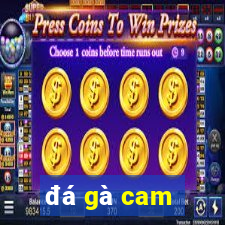 đá gà cam