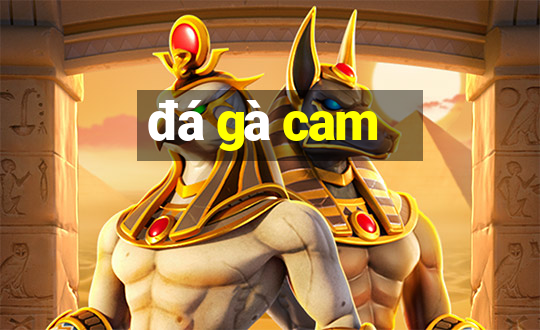 đá gà cam