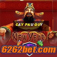 CÂY PHÚ QUÝ