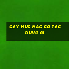 cay nuc nac co tac dung gi