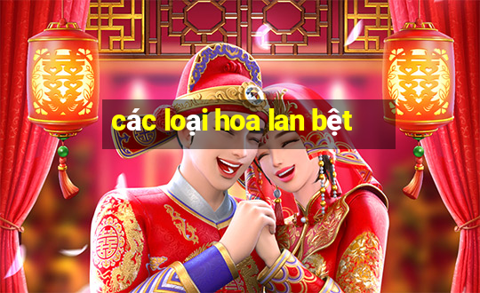 các loại hoa lan bệt