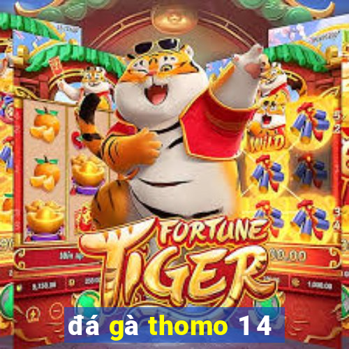 đá gà thomo 1 4