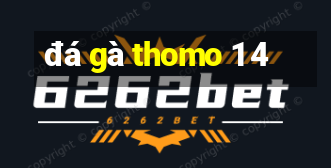 đá gà thomo 1 4