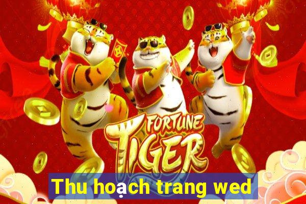 Thu hoạch trang wed