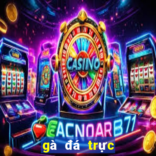 gà đá trực tiếp casino