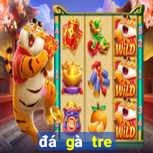 đá gà tre việt nam