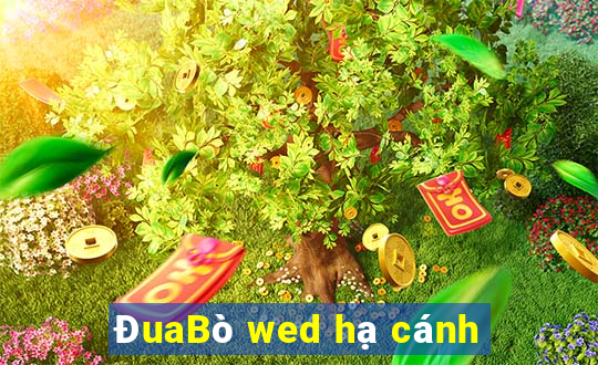 ĐuaBò wed hạ cánh