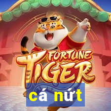 cá nứt