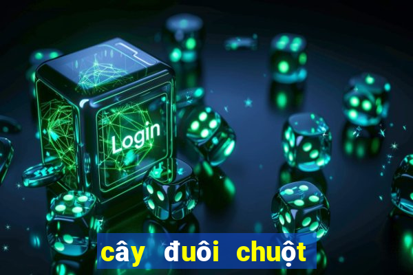 cây đuôi chuột trị bệnh tim