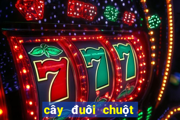 cây đuôi chuột trị bệnh tim