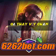 gà thay vảy chân