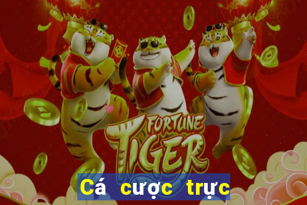 Cá cược trực tuyến tyboi