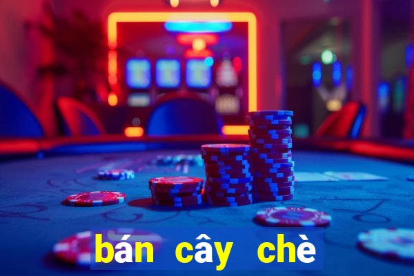 bán cây chè xanh hà nội