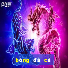 bóng đá cá cược nhà cái