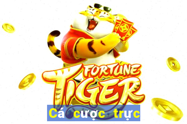 Cá cược trực tuyến wsmcasino