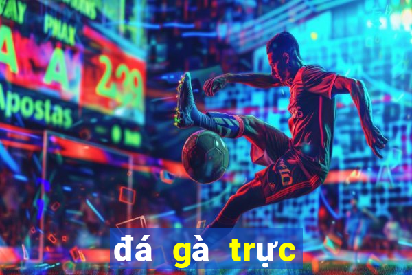 đá gà trực tiếp ca cuoc