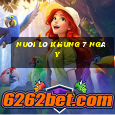 nuôi lô khung 7 ngày