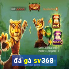 đá gà sv368