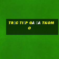 trực tiếp gà đá thomo