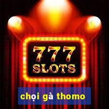 chọi gà thomo