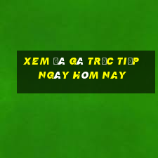 xem đá gà trực tiếp ngày hôm nay