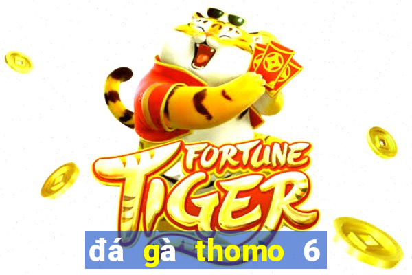 đá gà thomo 6 tháng 11 năm 2003