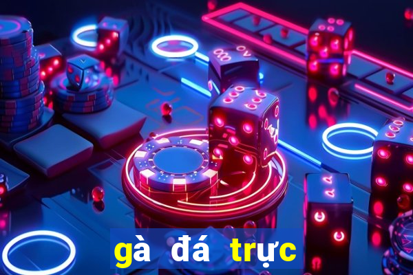 gà đá trực tiếp hôm nay