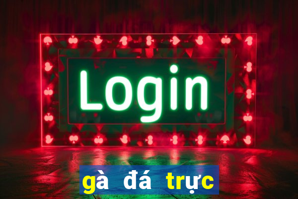 gà đá trực tiếp hôm nay