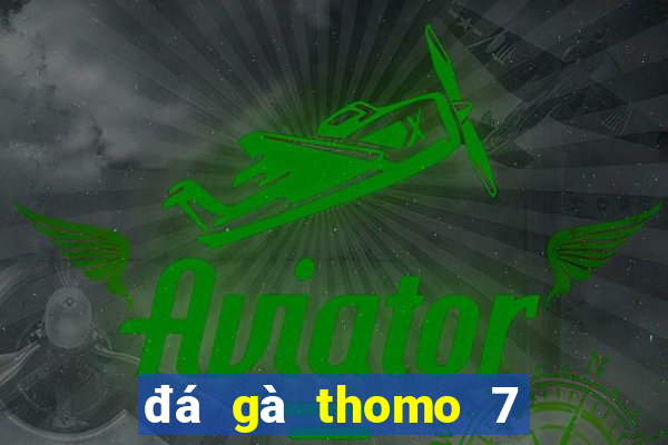 đá gà thomo 7 8 2024