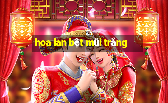 hoa lan bệt mũi trắng